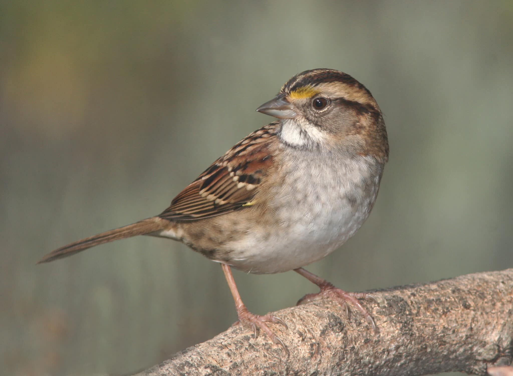Sparrow 鸟类为何会在未来广告中发挥关键作用 Cn Criteo Com